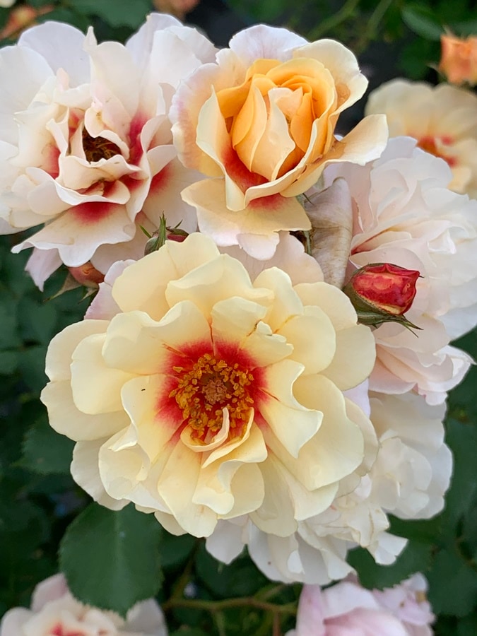 バラ苗 Roses,樹形や花色・花の大きさから選ぶ,シュラブ樹形（半つる性