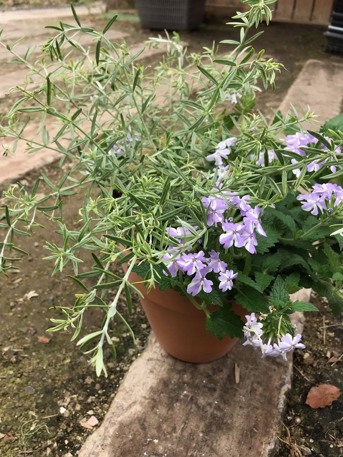 ウエストリンギア モーニングライト / 540 ウェストリンギア