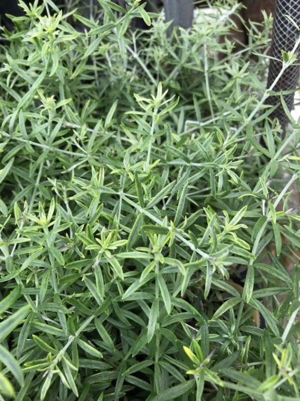 ウェストリンギア　’モーニングライト’　常緑　ボーダー　12cmポット