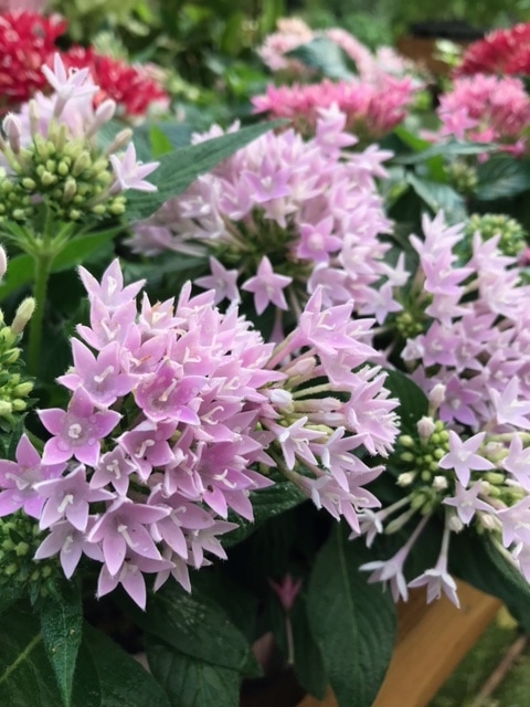 ペンタス（ラベンダー）　一年草