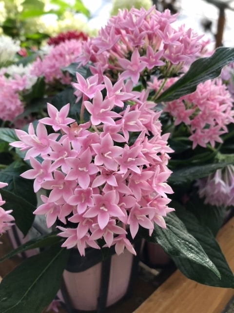 ペンタス（ソフトピンク）　一年草