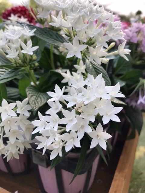 ペンタス（白）　一年草