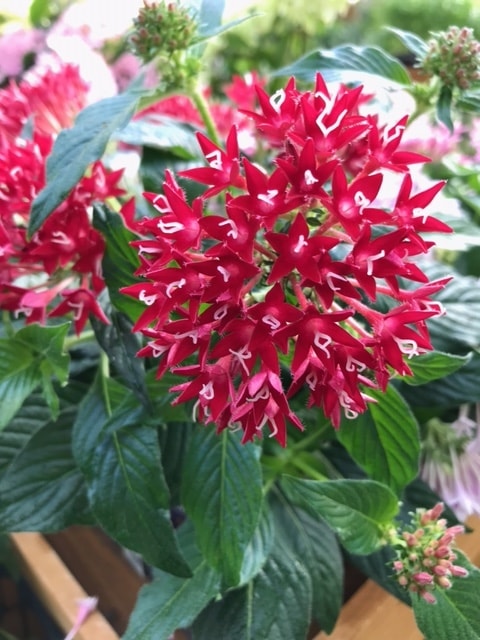 ペンタス（赤）　一年草