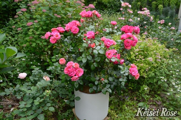 ピンク・ブリック・ハウス（大苗予約）7号鉢植え バラ苗 《農林水産省
