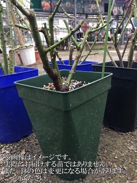 ピンク・ブリック・ハウス（大苗予約）7号鉢植え バラ苗 《農林水産省