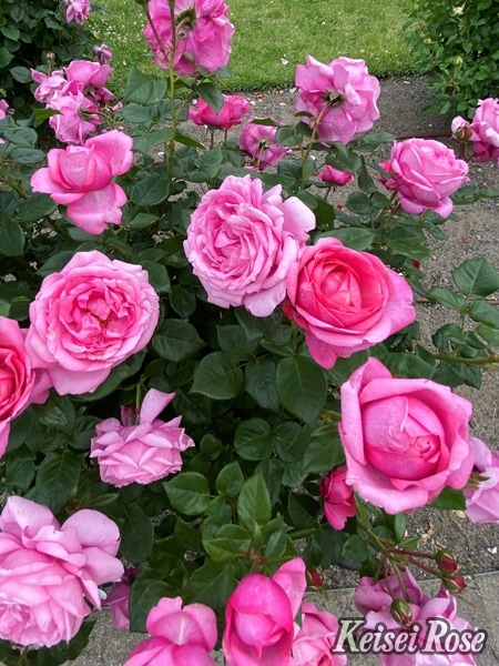 ドイリー1164❤️華麗なツル薔薇のドイリー特大78×33cm ドイリー1164❤️華麗なツル薔薇のドイリー特大78×33cm ドイリー