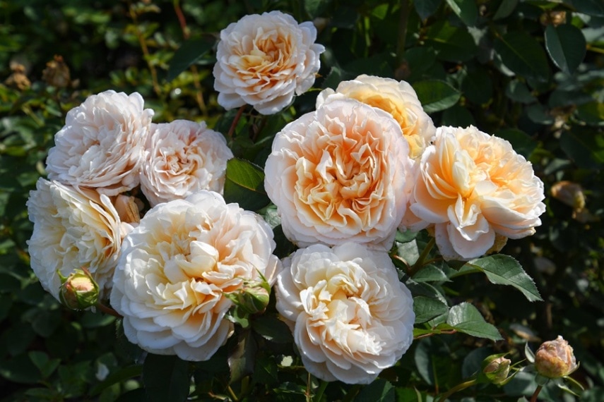 エクリュ（大苗予約）7号鉢植え　バラ苗　《農林水産省　品種登録出願中》　四季咲き　ロサ・オリエンティス   プログレッシオシリーズ