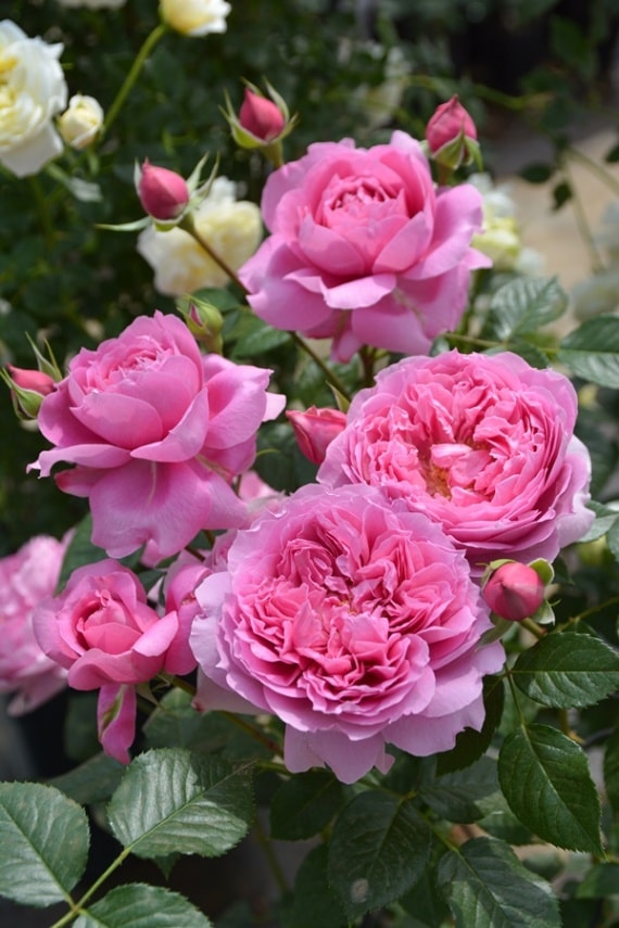 プリマヴィスタ（大苗予約）7号鉢植え バラ苗 《農林水産省 品種登録