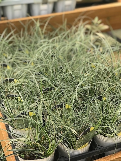 カレックス 'スノーライン' 常緑多年草 7.5cmロングポット | 宿根草