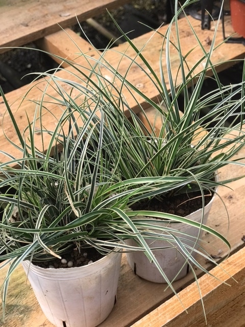 カレックス 'スノーライン' 常緑多年草 7.5cmロングポット | 宿根草