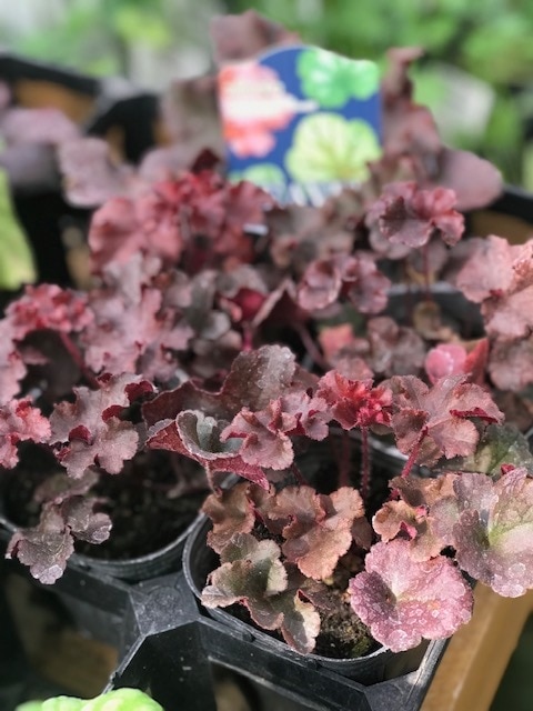 ヒューケラ　’ヘブン’　（ワインレッド）　宿根草