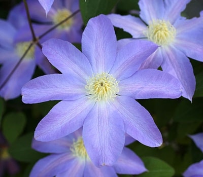 クレマチス　’小波’　系統：パテンス系　12cmポット