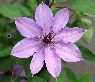 クレマチス！　クリンスイ クレマチス！ クリンスイ クレマチス・星めぐり| 種・苗