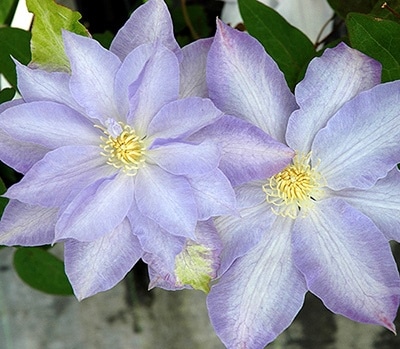 クレマチス '早池峰（はやちね）' 系統：パテンス系 12cmポット