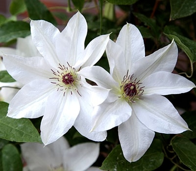 クレマチス　’晴山（はるやま）’　系統：パテンス系　12cmポット