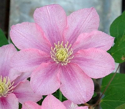 422＊パテンス系クレマチス（ピンクパール）　2年苗 422＊パテンス系クレマチス（ピンクパール） 2年苗 422＊パテンス系
