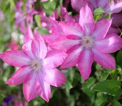 クレマチス　’プリマドンナ’　系統：パテンス系　12cmポット《予約苗　2月下旬～3月頃お届け予定》