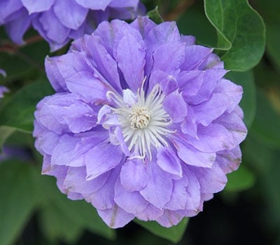 クレマチス　’円空’　系統：パテンス八重系　12cmポット