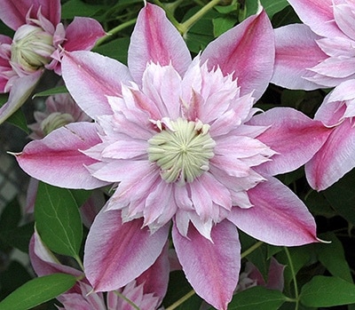 クレマチス 'ジョセフィーヌ' PVP 系統：パテンス八重系 12cmポット