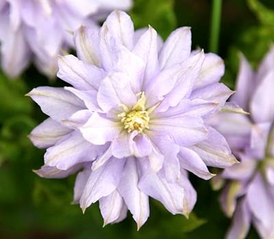 クレマチス '天空' 系統：パテンス八重系 12cmポット | クレマチス