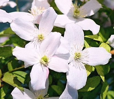 クレマチス　’モンタナ　金色’　 系統：モンタナ系　12cmポット《予約苗　2月下旬～3月頃お届け予定》