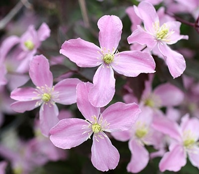 クレマチス　’モンタナ　トリメライ’　 系統：モンタナ系　12cmポット