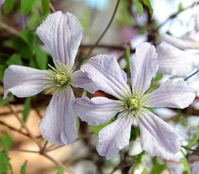 クレマチス　’ホワイト・プリンス・チャールズ’　 系統：ビチセラ系　12cmポット