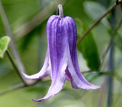 クレマチス　’ウォーカーズ・ブルース’　 系統：テキシンセス、ビオルナ系　12cmポット