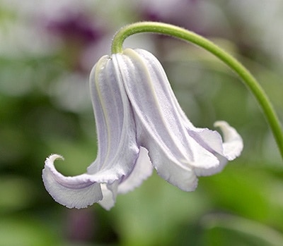 クレマチス　’大観’　 系統：インテグリフォリア系/木立性　12cmポット《予約苗　2月下旬～3月頃お届け予定》