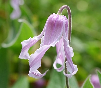 【GW限定オマケ3点】グレープグレビレア　10号スリット鉢ごと発送　花芽多数 GW限定オマケ3点】グレープグレビレア 10号スリット鉢ごと発送