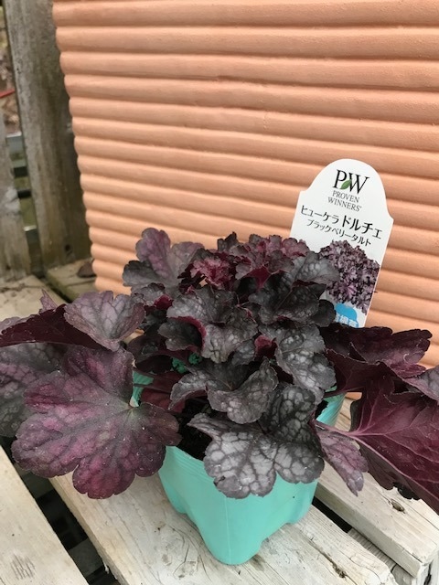 ヒューケラ・ドルチェ　”ブラックベリータルト”　　宿根草　耐寒性　常緑　ハンギング