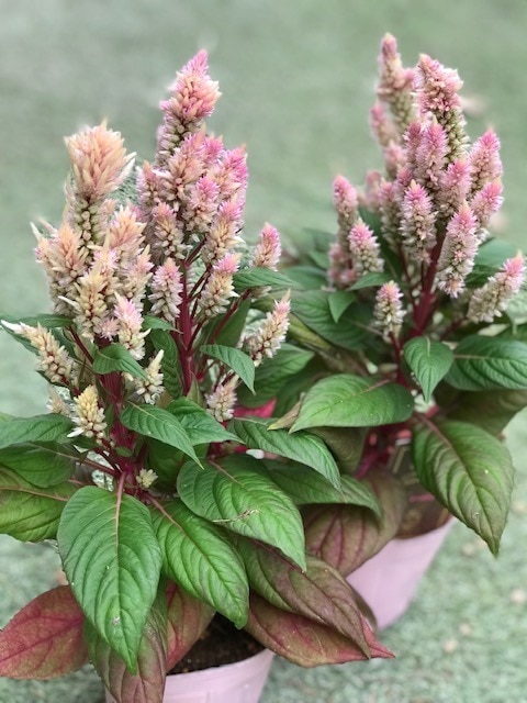 セロシア・スマートルック  