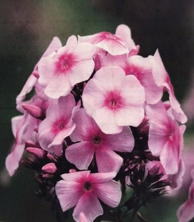 フロックス・ミスペッパー 　耐寒性多年草