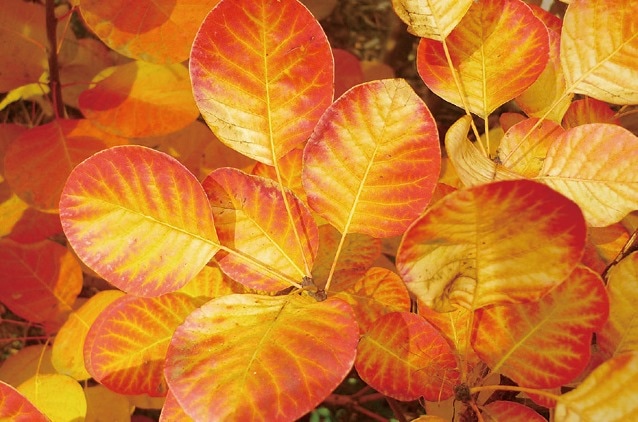 GS黄金葉スモークツリーゴールデンスピリット高さ80cm7号鉢接木大株 GS黄金葉スモークツリーゴールデンスピリット高さ80cm7号鉢接木大株