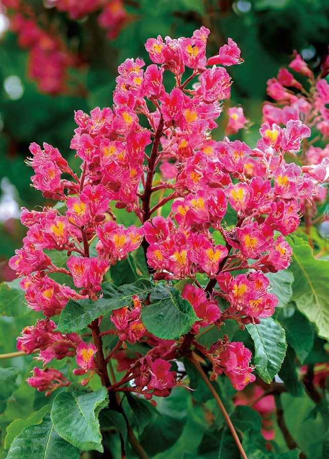 マロニエ・ブリオッティ 耐寒性落葉高木 | 果樹・花木 | | バラとハーブの専門ショップ 大神(おおが)ファーム