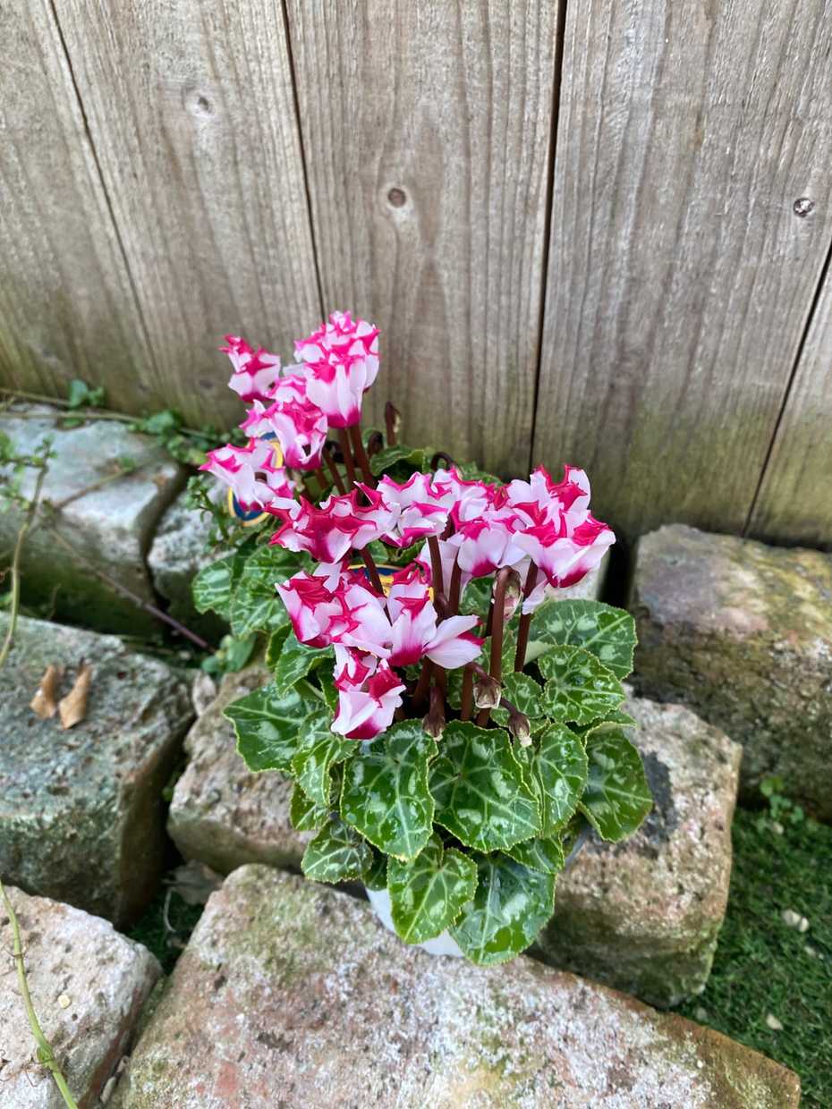 ガーデンシクラメン 'ヴィクトリア' 耐寒性宿根草 | 宿根草 | | バラと