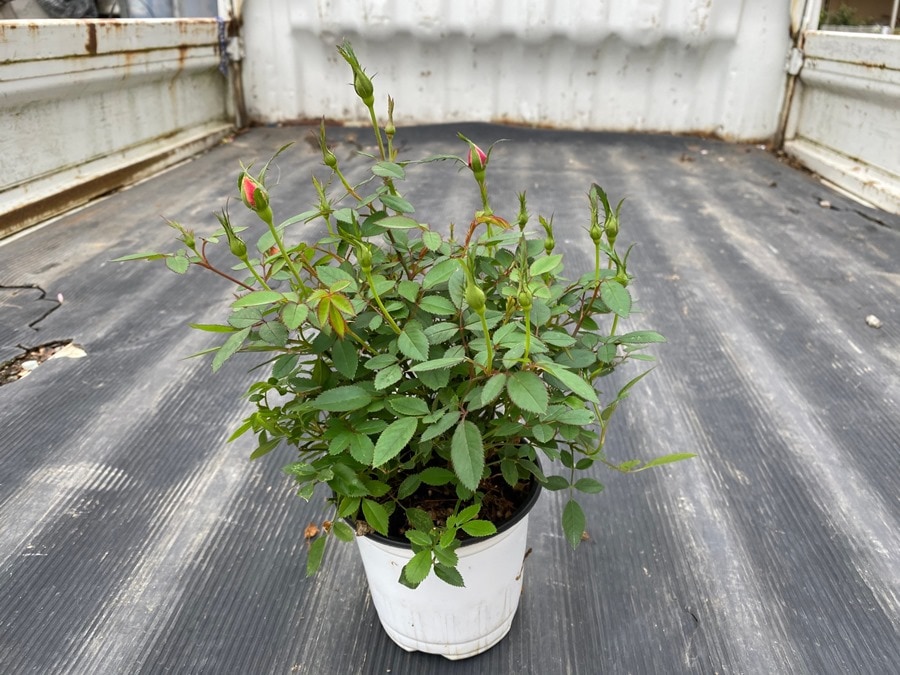 ナナ様 確認用 ミニバラ モカ クラシカルなバラ 安田祐司さん育種