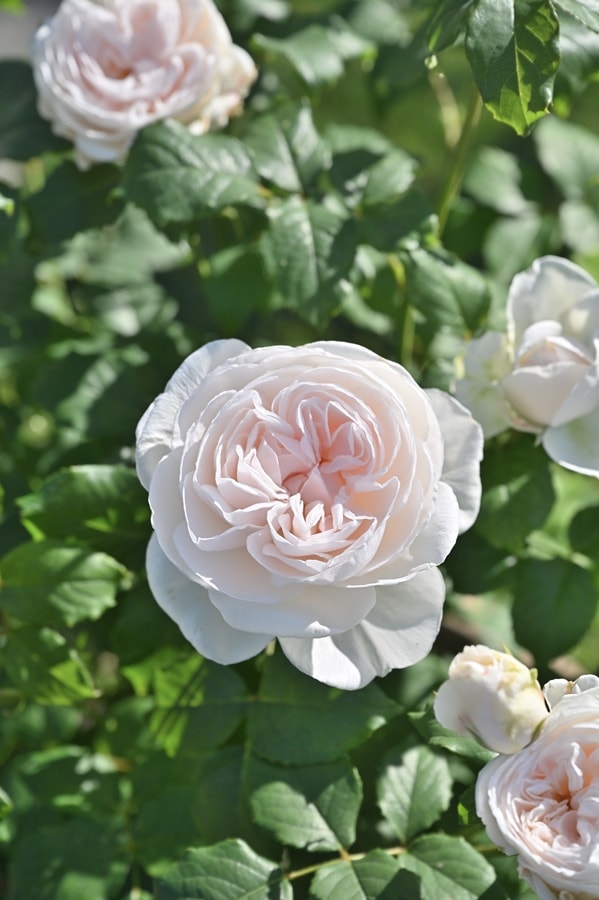 マハネ（大苗）7号鉢植え デルバール（Delbard） フレンチローズ