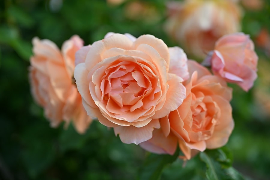 レ・グラン ・ビュッフェ（大苗予約）7号鉢植え ドリュー（Doreix