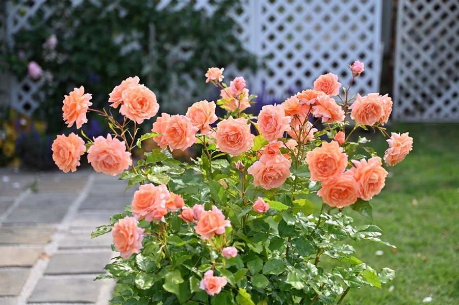 レ・グラン ・ビュッフェ（大苗予約）7号鉢植え ドリュー（Doreix