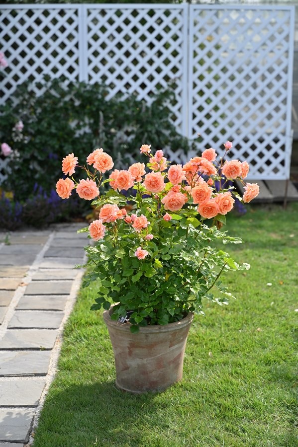 レ・グラン ・ビュッフェ（大苗予約）7号鉢植え ドリュー（Doreix