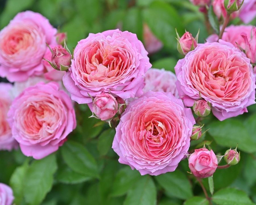 フルレット（大苗予約）7号鉢植え デルバール（Delbard） フレンチ