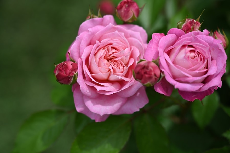 フルレット（大苗予約）7号鉢植え デルバール（Delbard） フレンチ