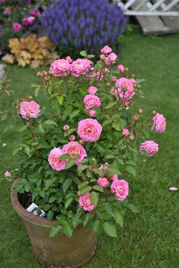 フルレット（大苗予約）7号鉢植え デルバール（Delbard） フレンチ