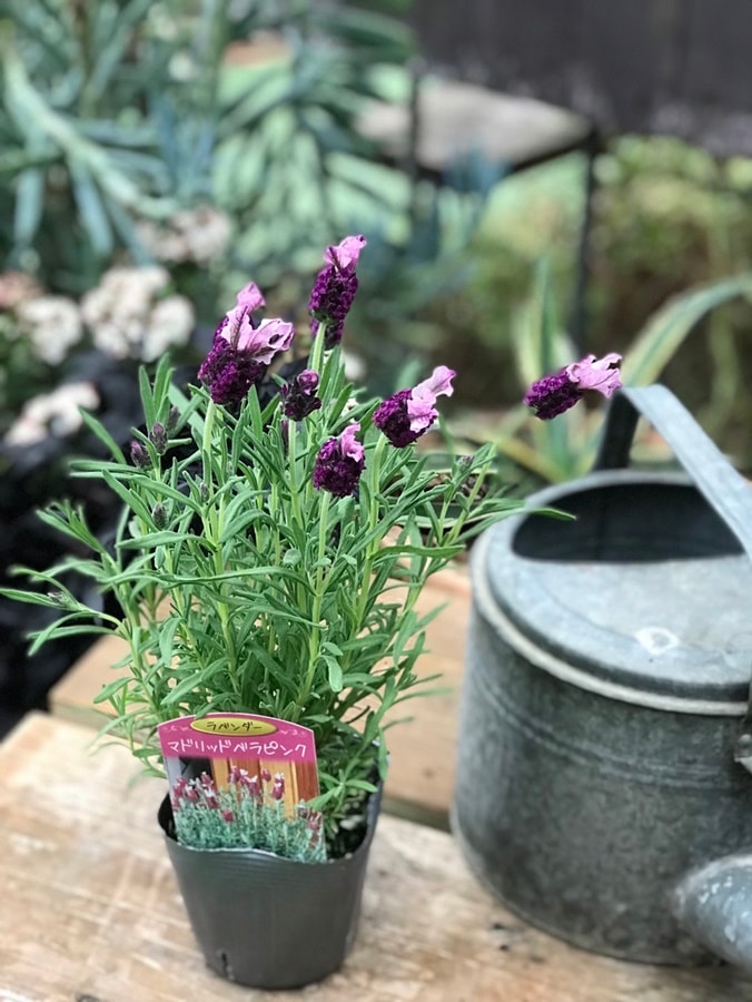 ラベンダー 