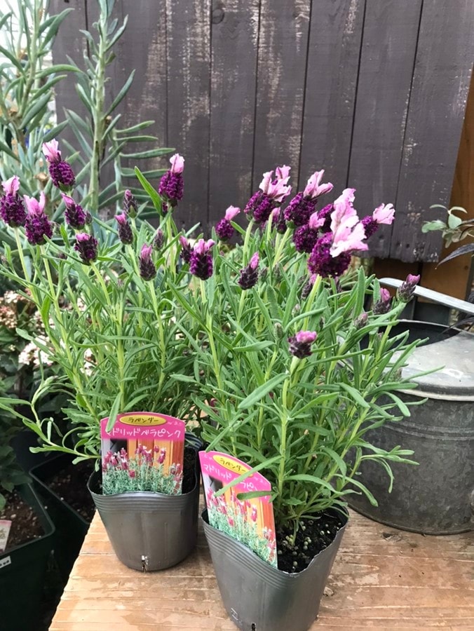 ラベンダー 