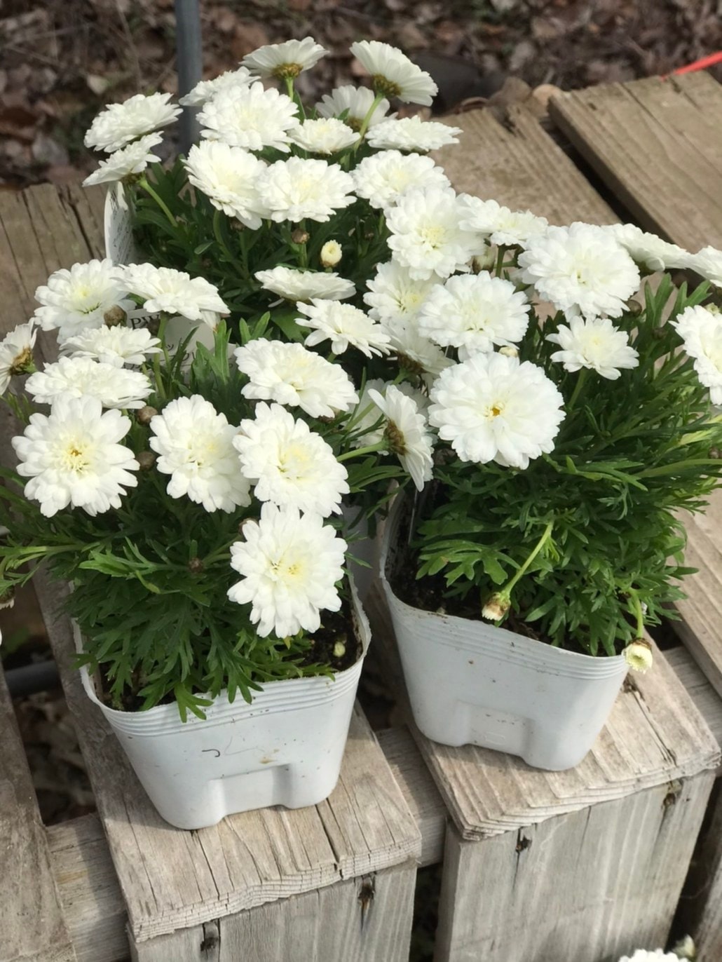 八重咲きマーガレット 