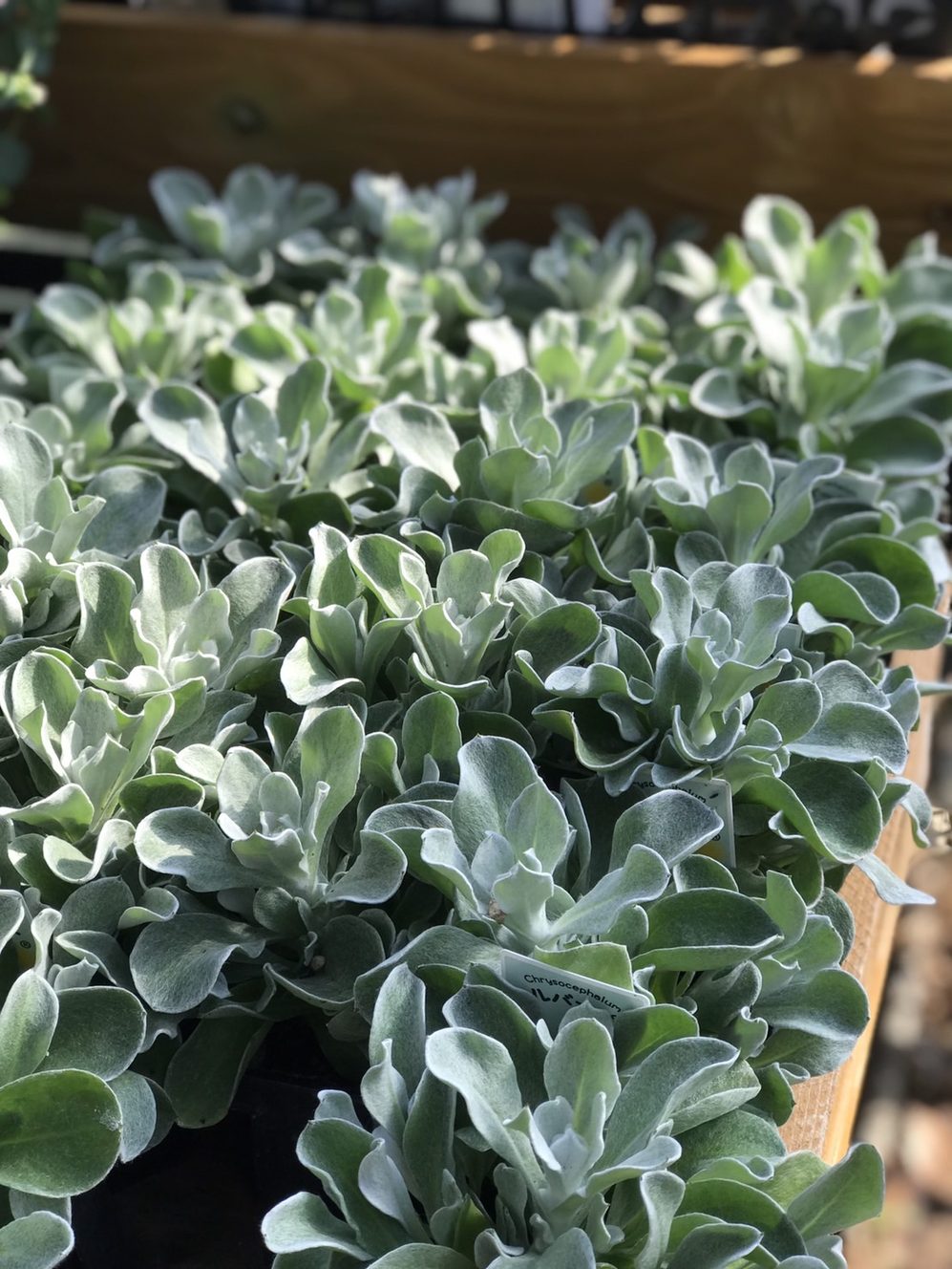 クリソフェサラム 'シルバープー' 'スマイリープー' 9cmポット 宿根草