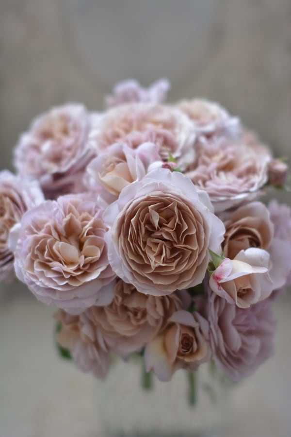 葵の上（大苗）7号鉢植え バラ苗予約 ロサ・オリエンティス