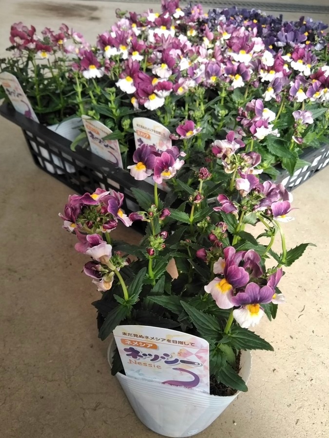 ネメシア   ”ネッシー”　耐寒性多年草